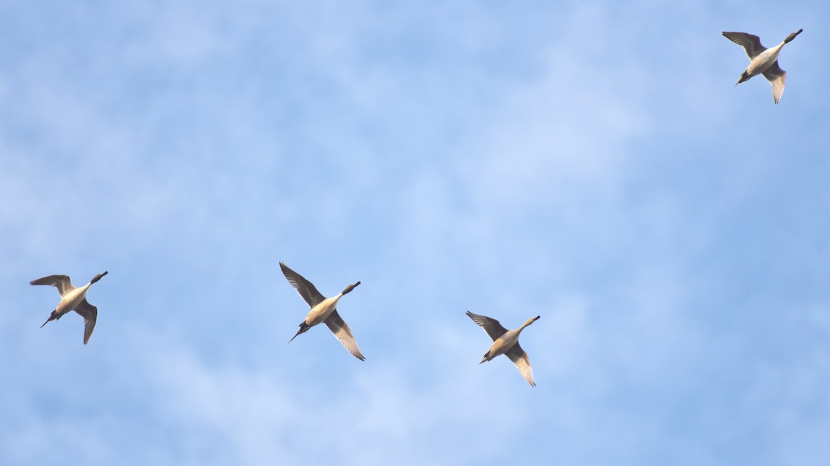 Northern Pintail - Ulysses Ortiz