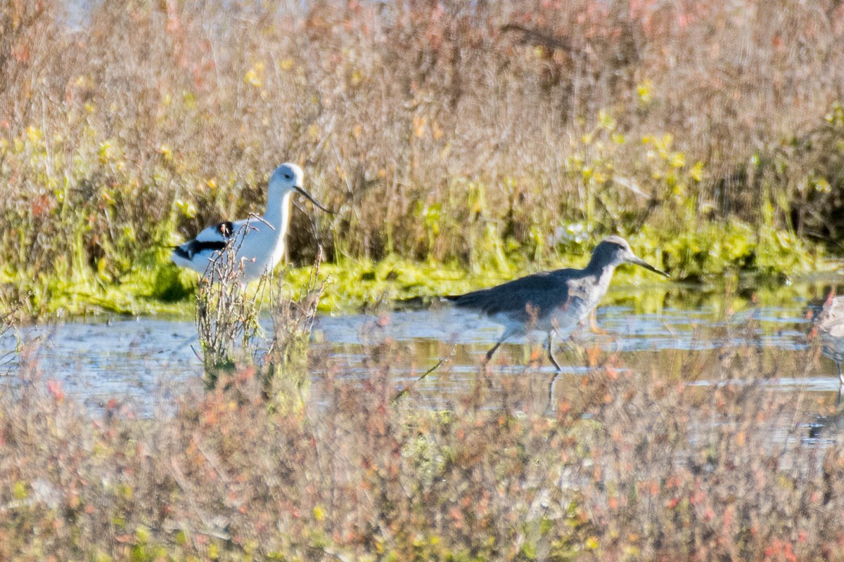 Avoceta Americana - ML82953521