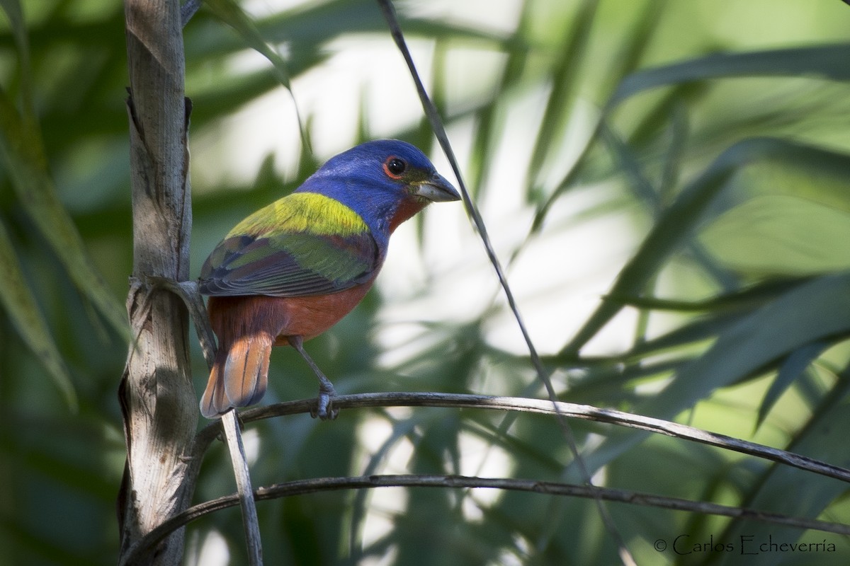 Painted Bunting - Carlos Echeverría