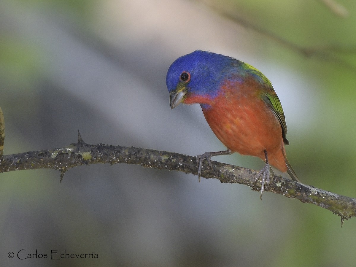 Painted Bunting - ML82953681