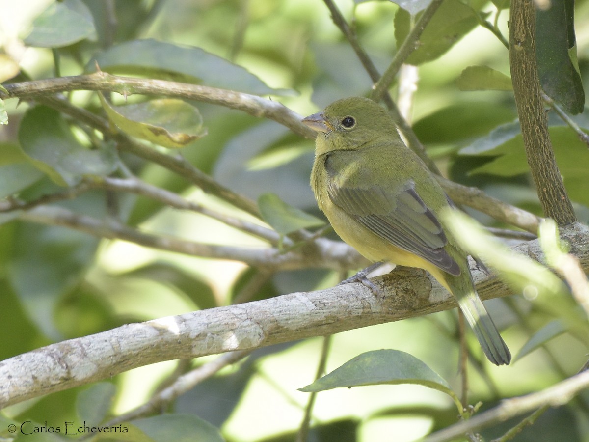 Painted Bunting - ML82953701