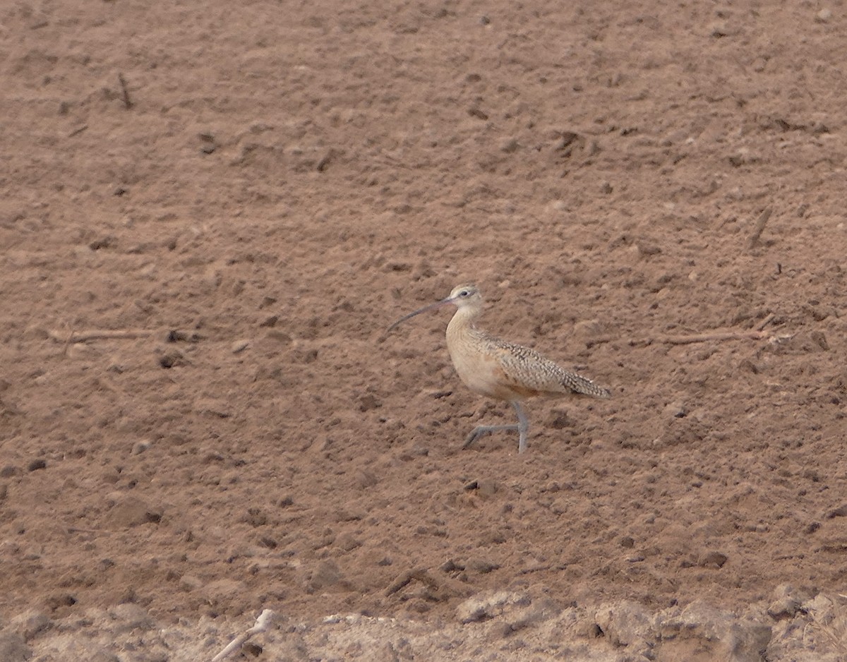 Long-billed Curlew - ML82954371