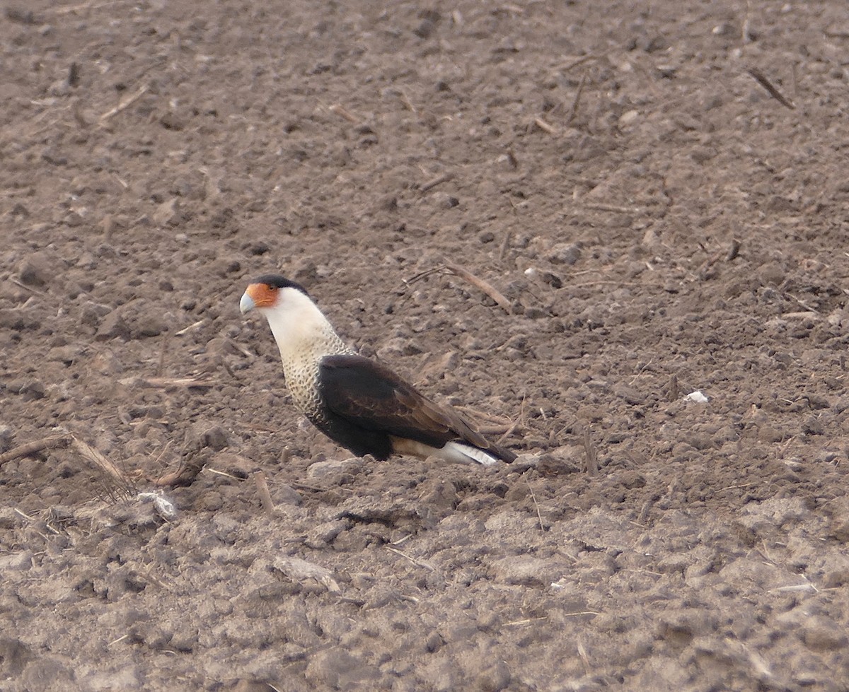 Caracara huppé (cheriway) - ML82954551