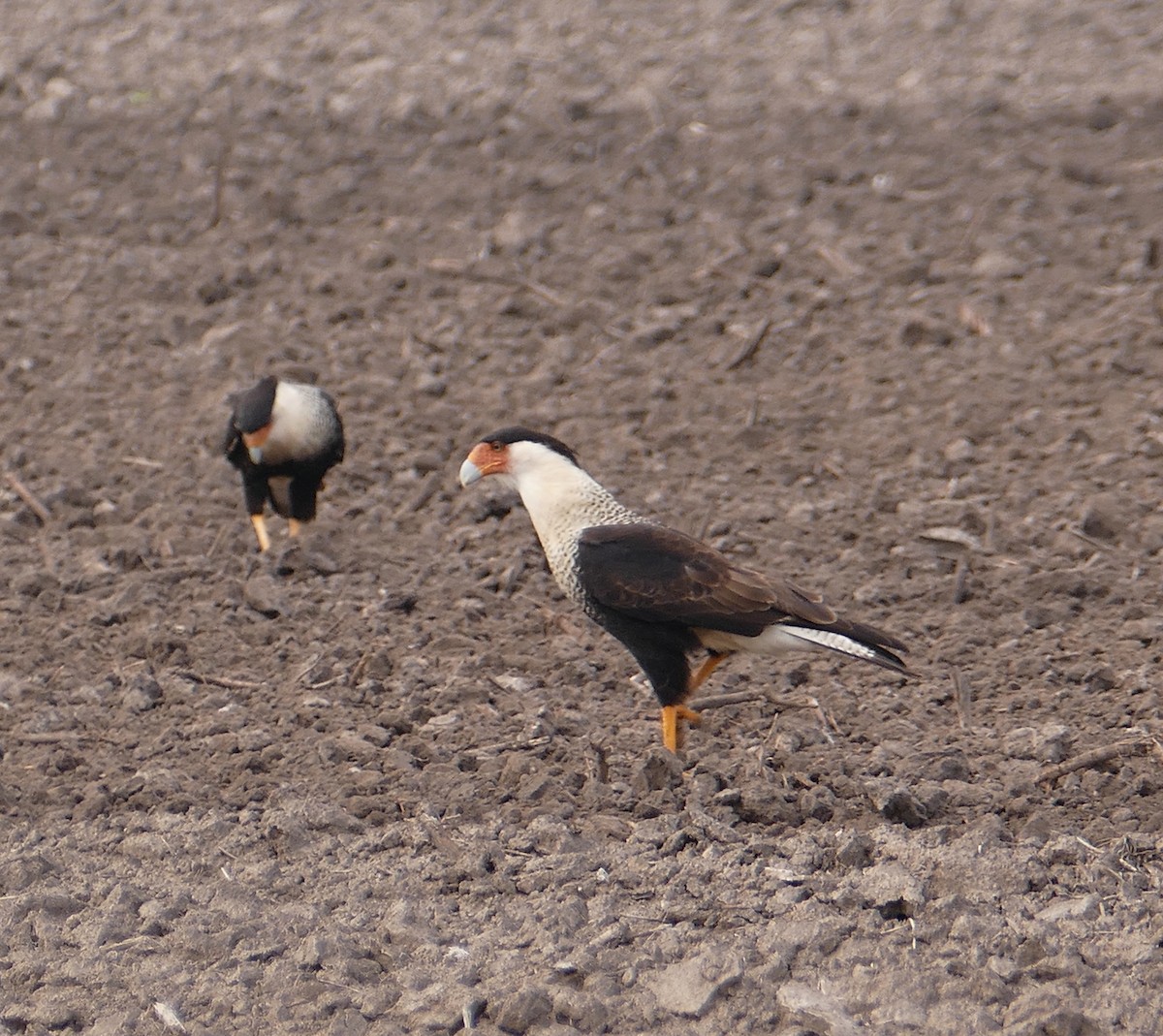 Crested Caracara (Northern) - ML82954571