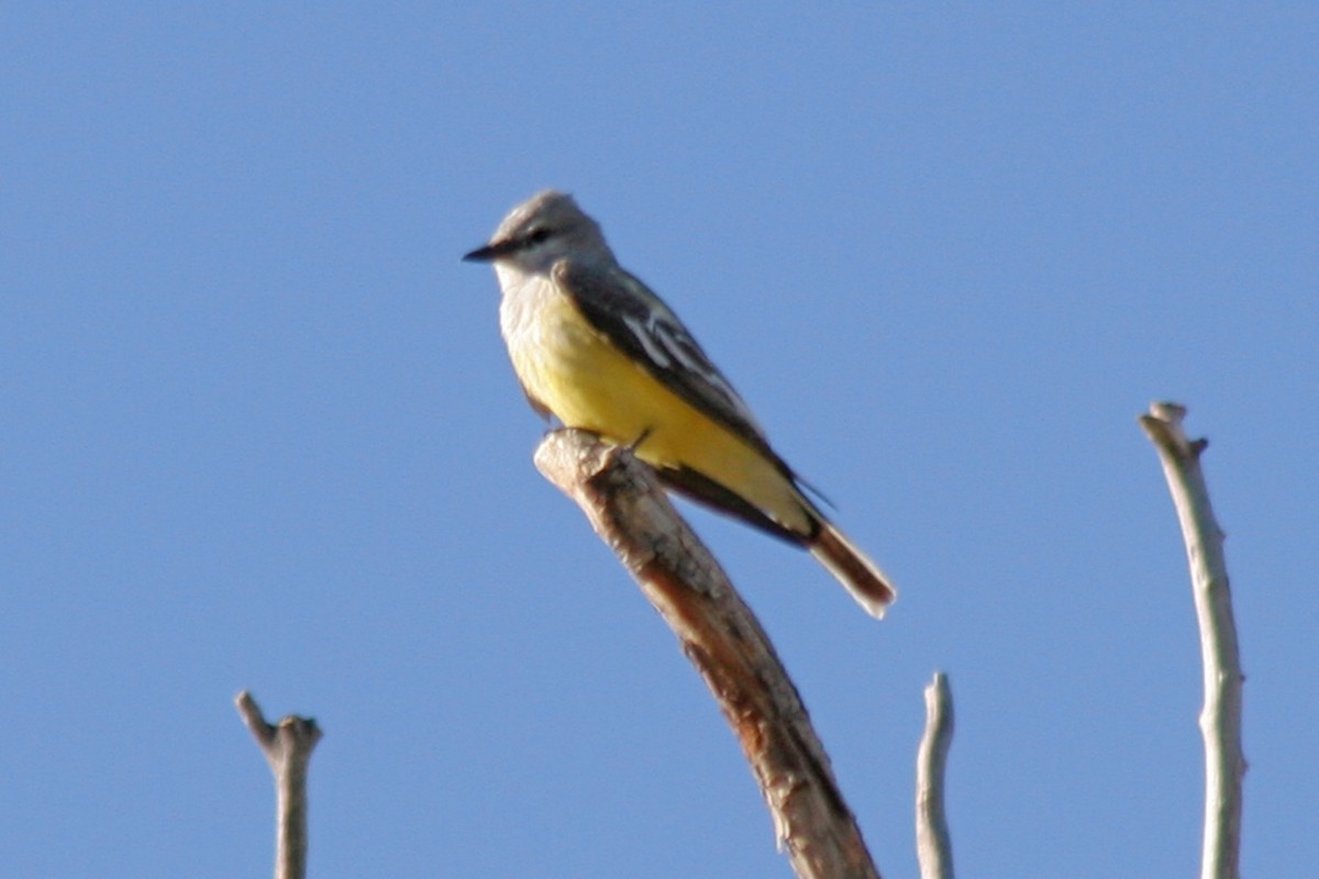 Western Kingbird - ML82955941