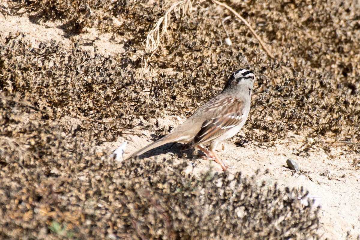 White-crowned Sparrow - ML82956111