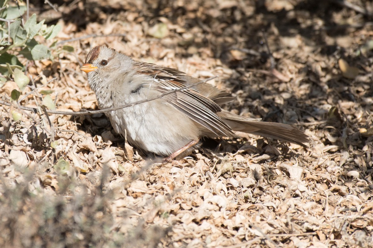 White-crowned Sparrow - ML82956121