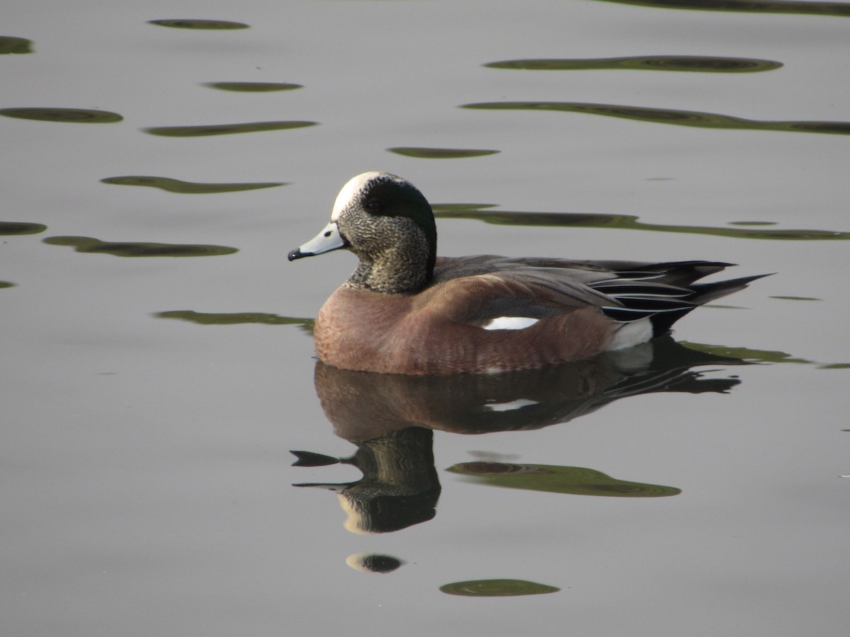 American Wigeon - Halley Davis