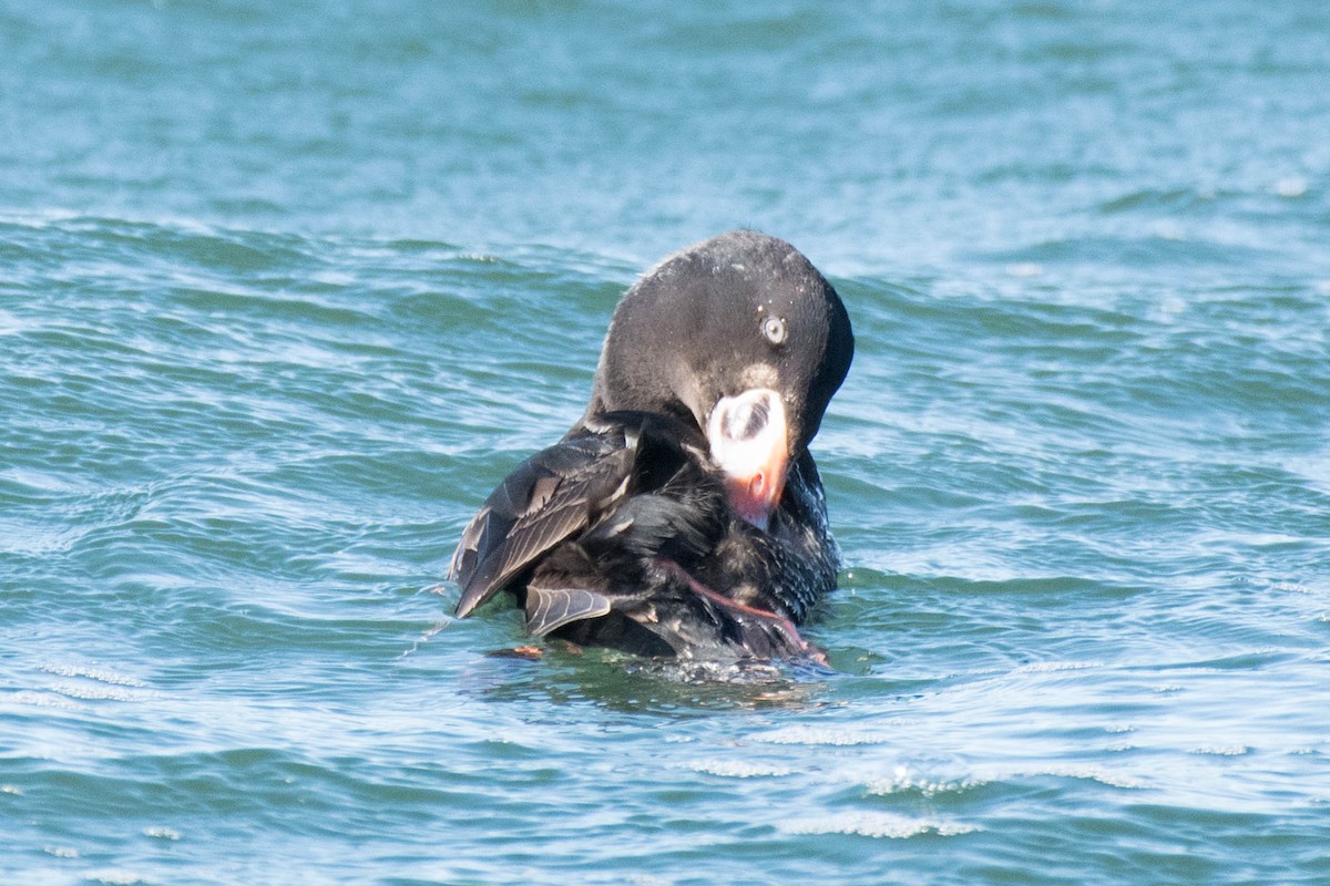 Surf Scoter - ML82958181