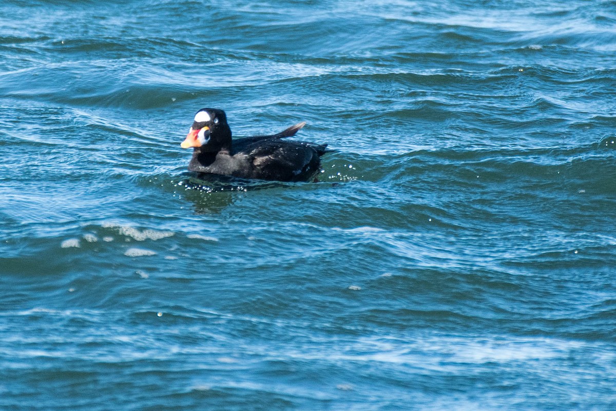 Surf Scoter - ML82958191