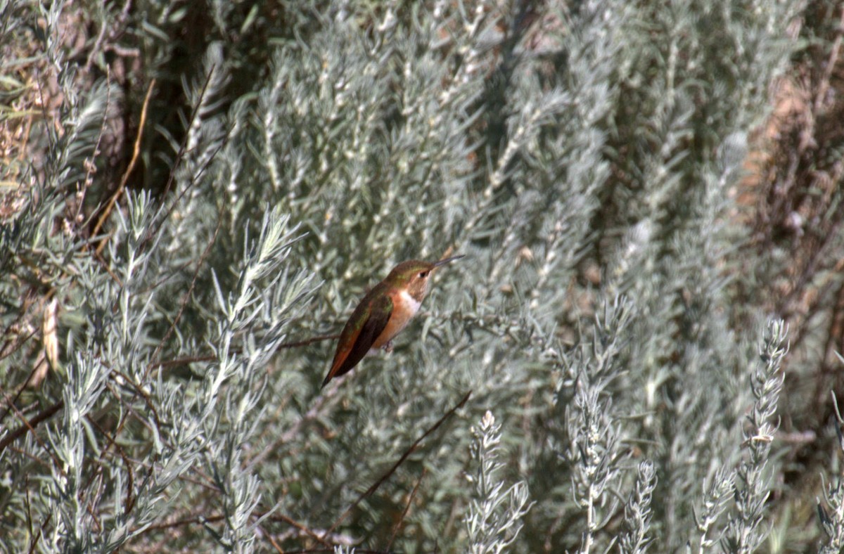 Rufous Hummingbird - ML82959441