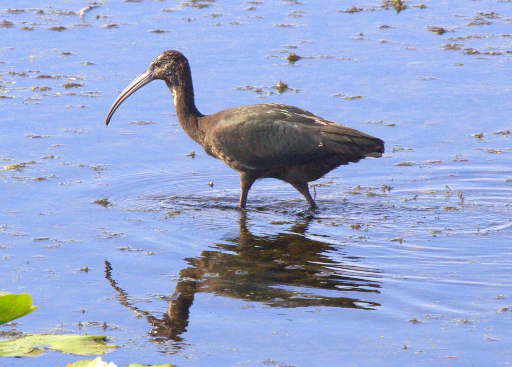 ibis hnědý - ML82959831