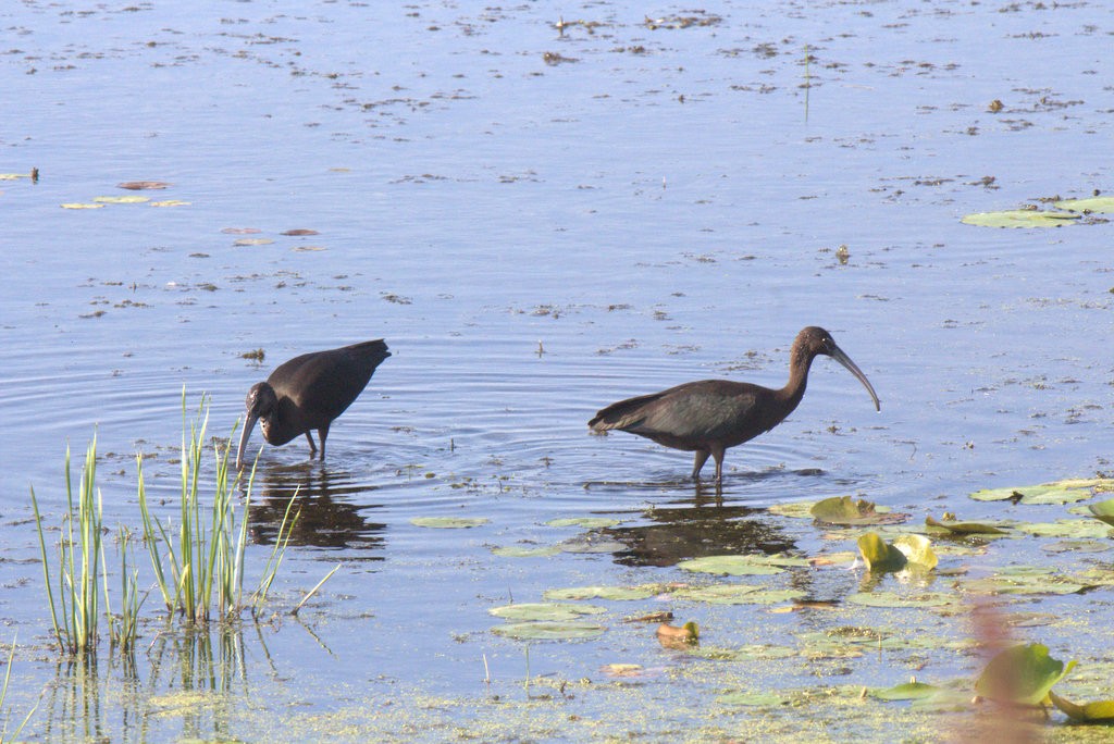 ibis hnědý - ML82959841