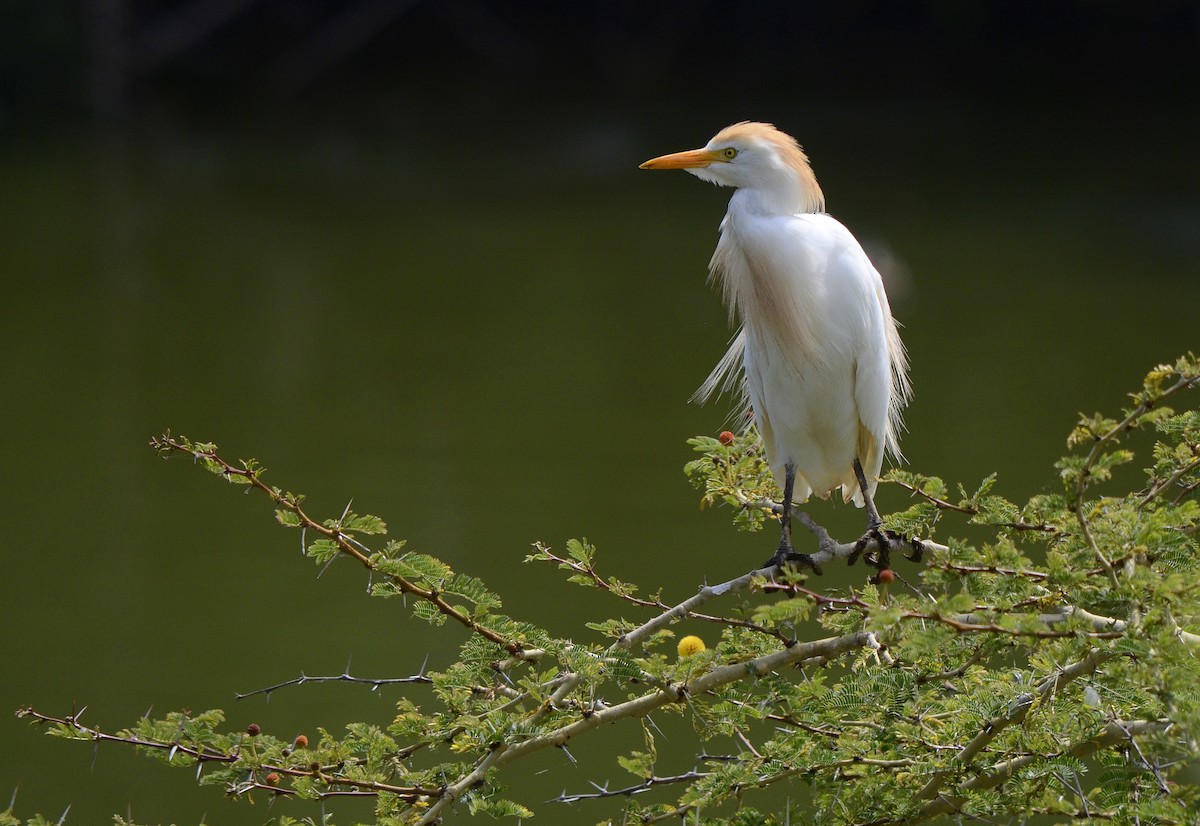 Western Cattle Egret - ML82960541