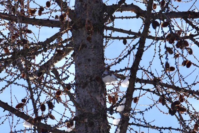 White-breasted Nuthatch (Interior West) - Peyton Cook