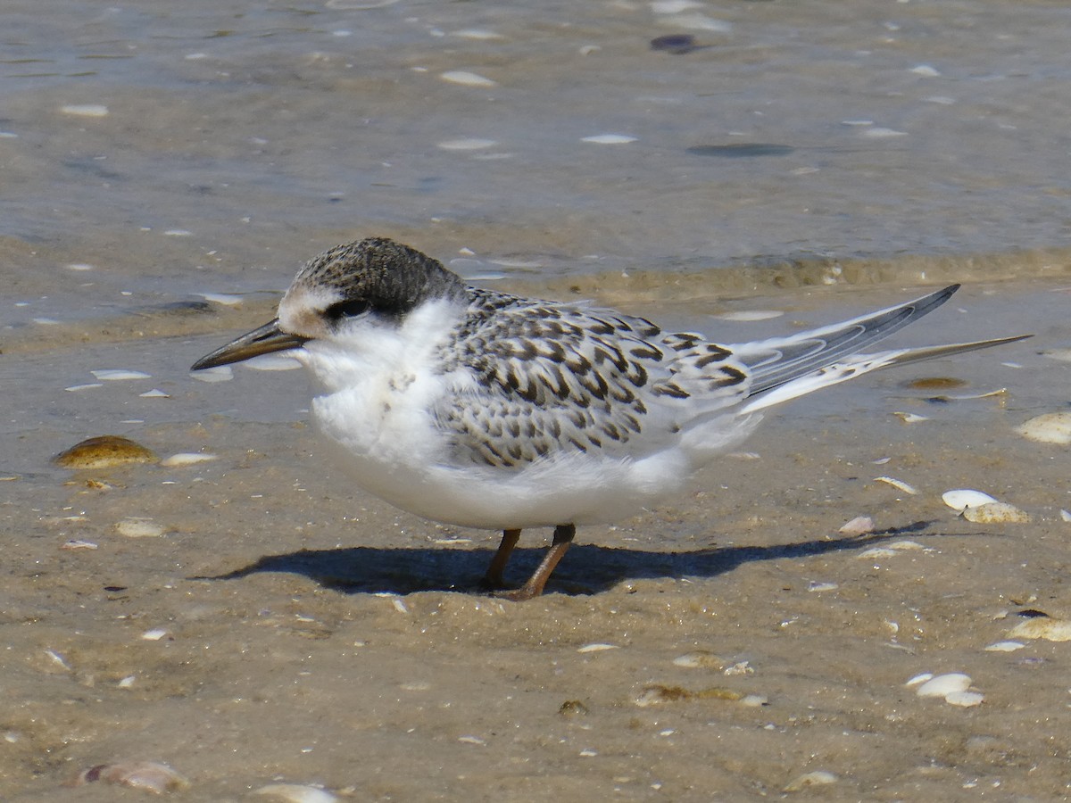 Australian Fairy Tern - Shelley Altman