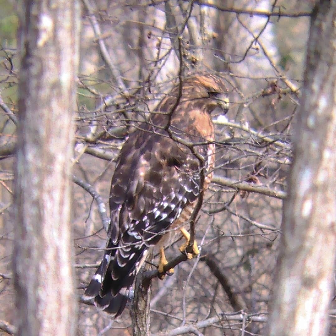 Red-shouldered Hawk - ML82963561