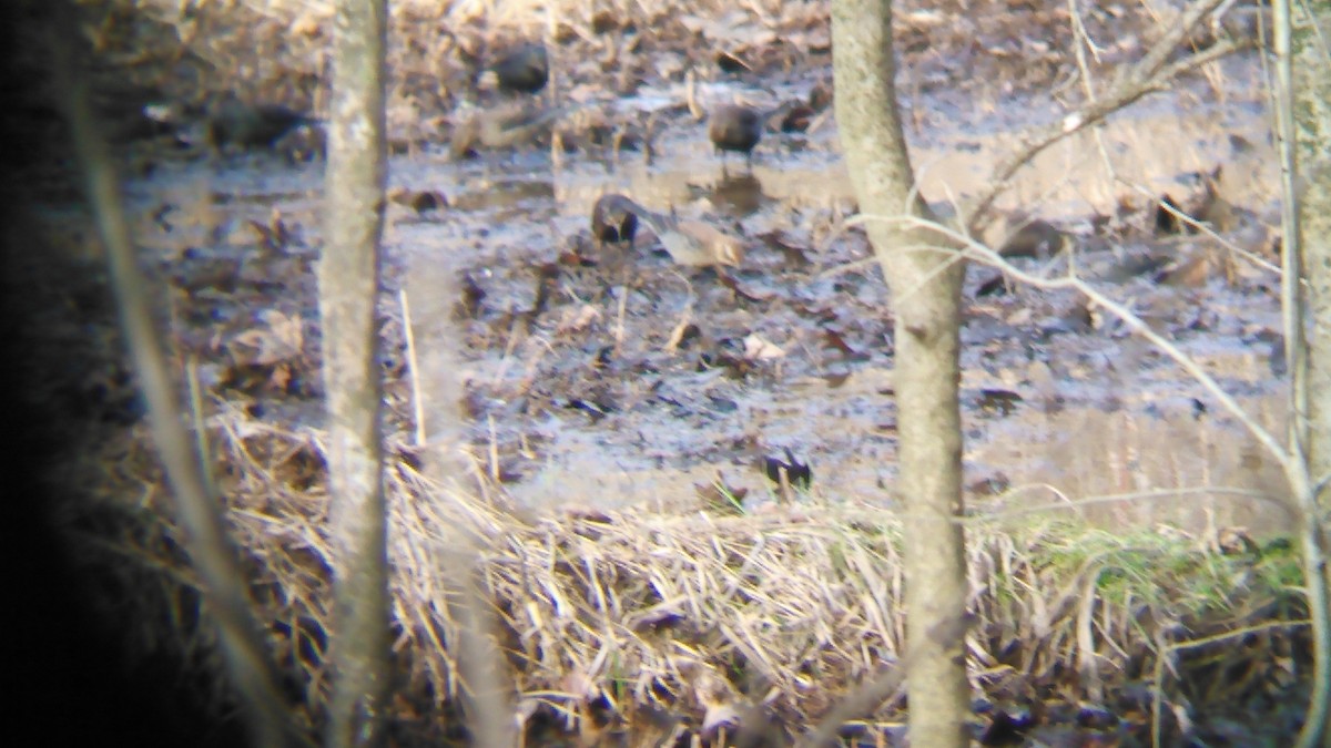 Rusty Blackbird - ML82963591