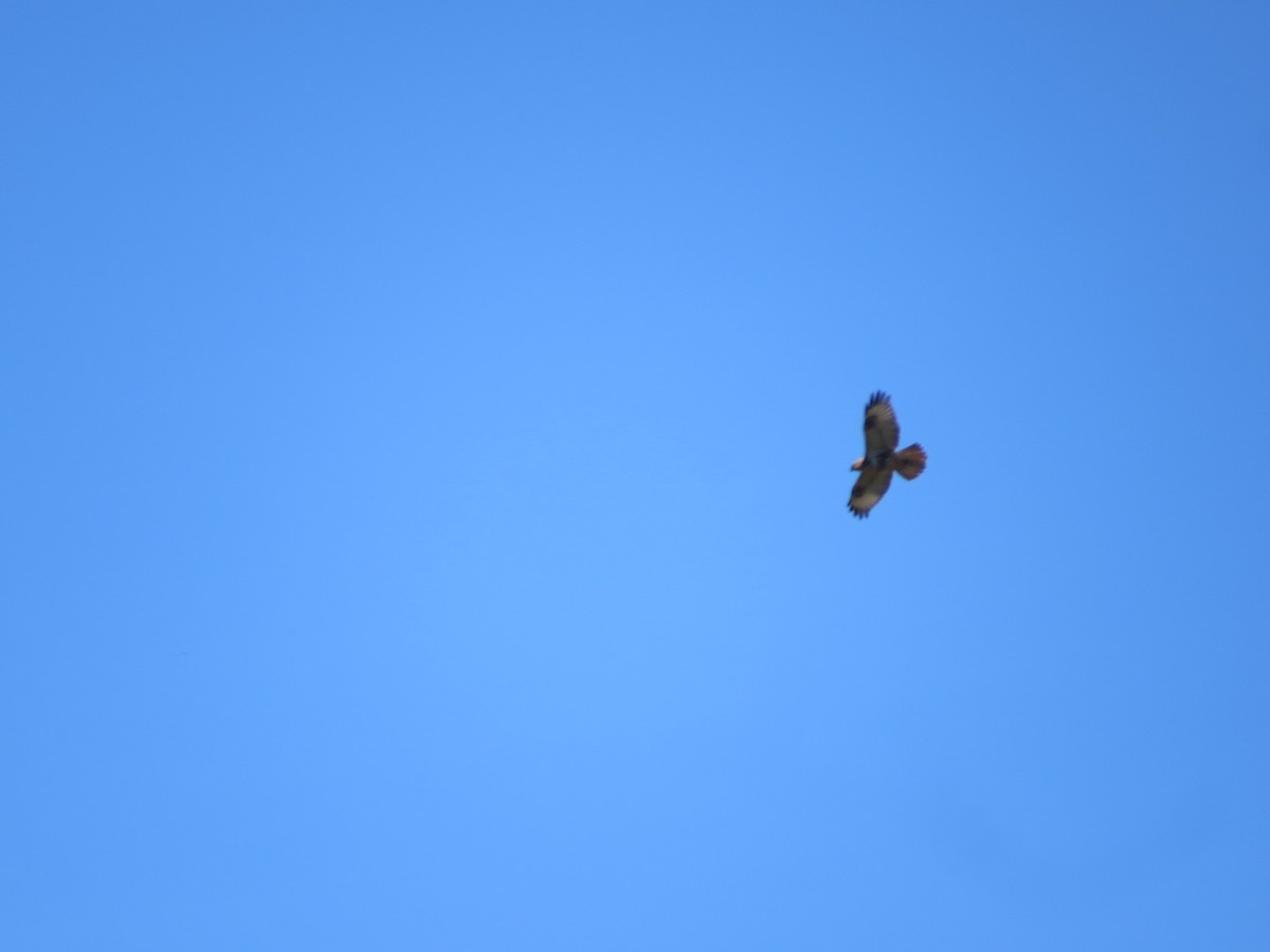 Himalayan Buzzard - ML82964571