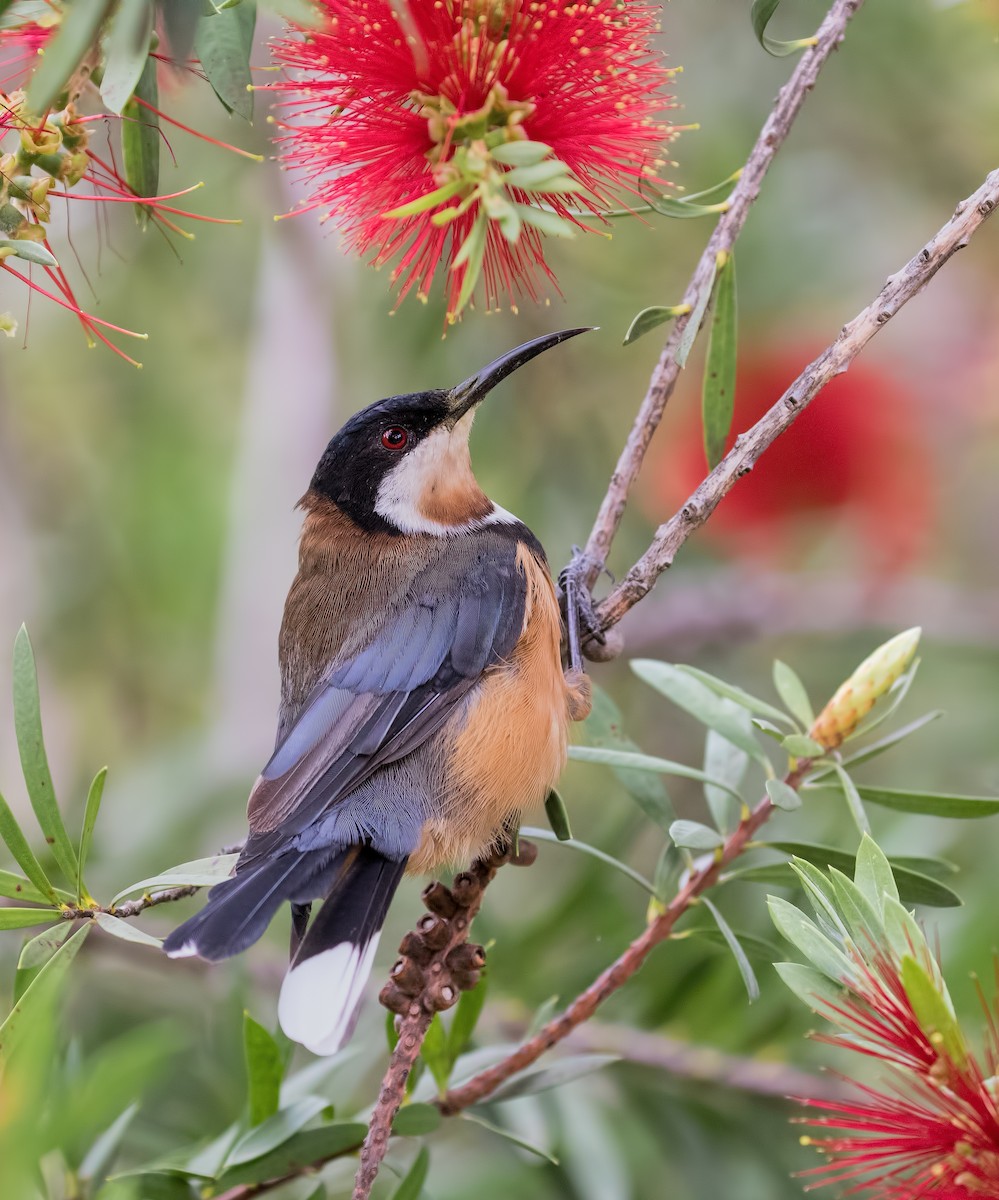 Eastern Spinebill - ML82967011