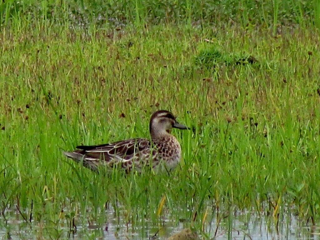 Garganey - Marc Gardner