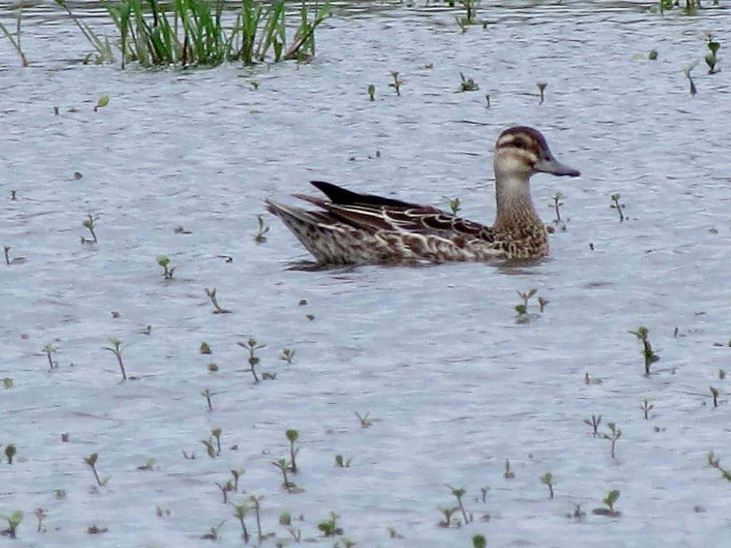 Garganey - ML82967131