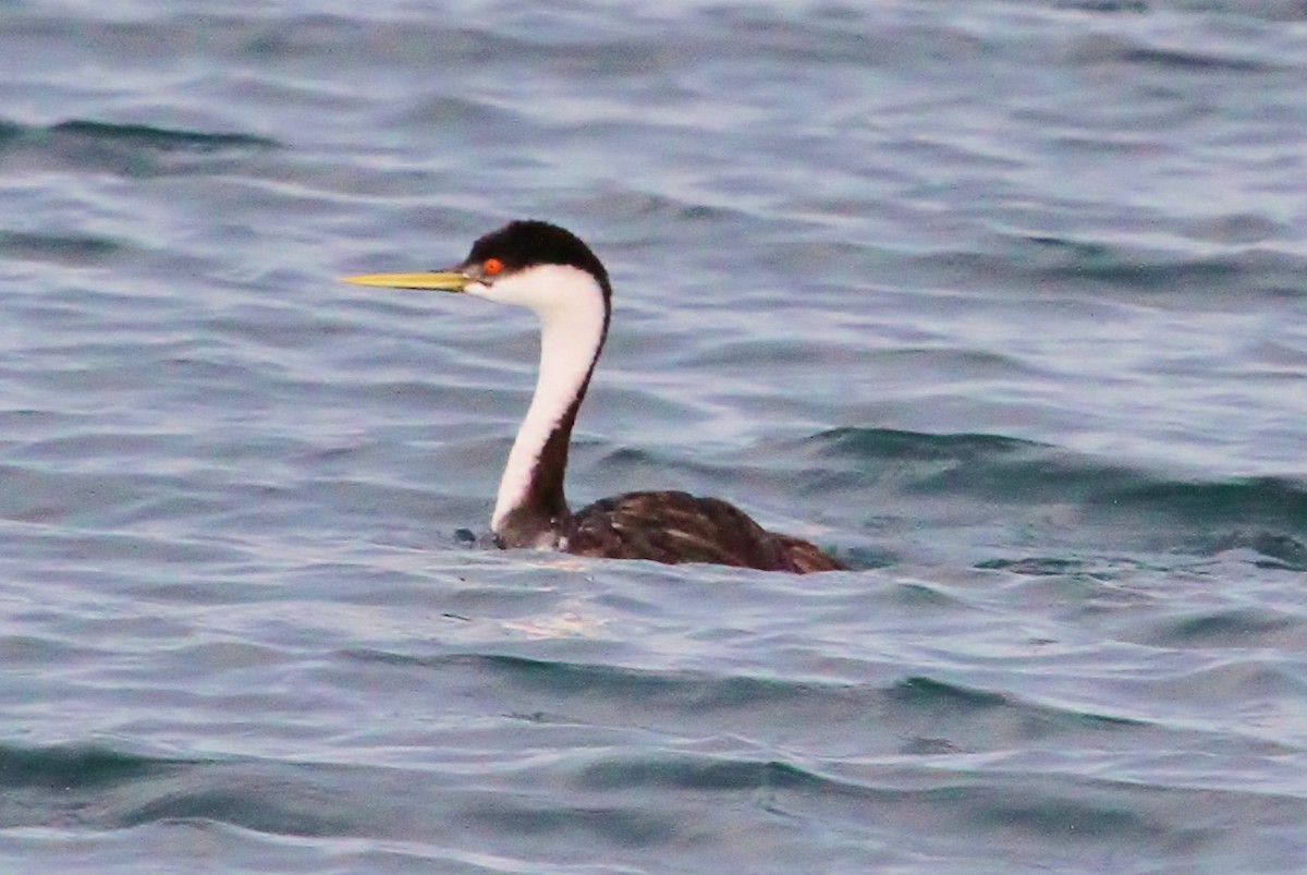 Western Grebe - ML82967521