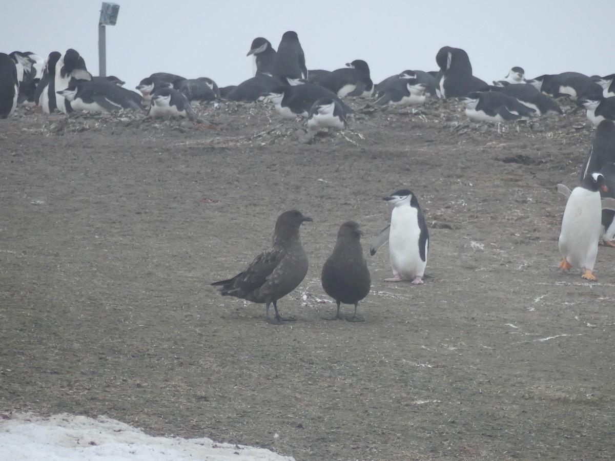 Brown Skua - ML82968141