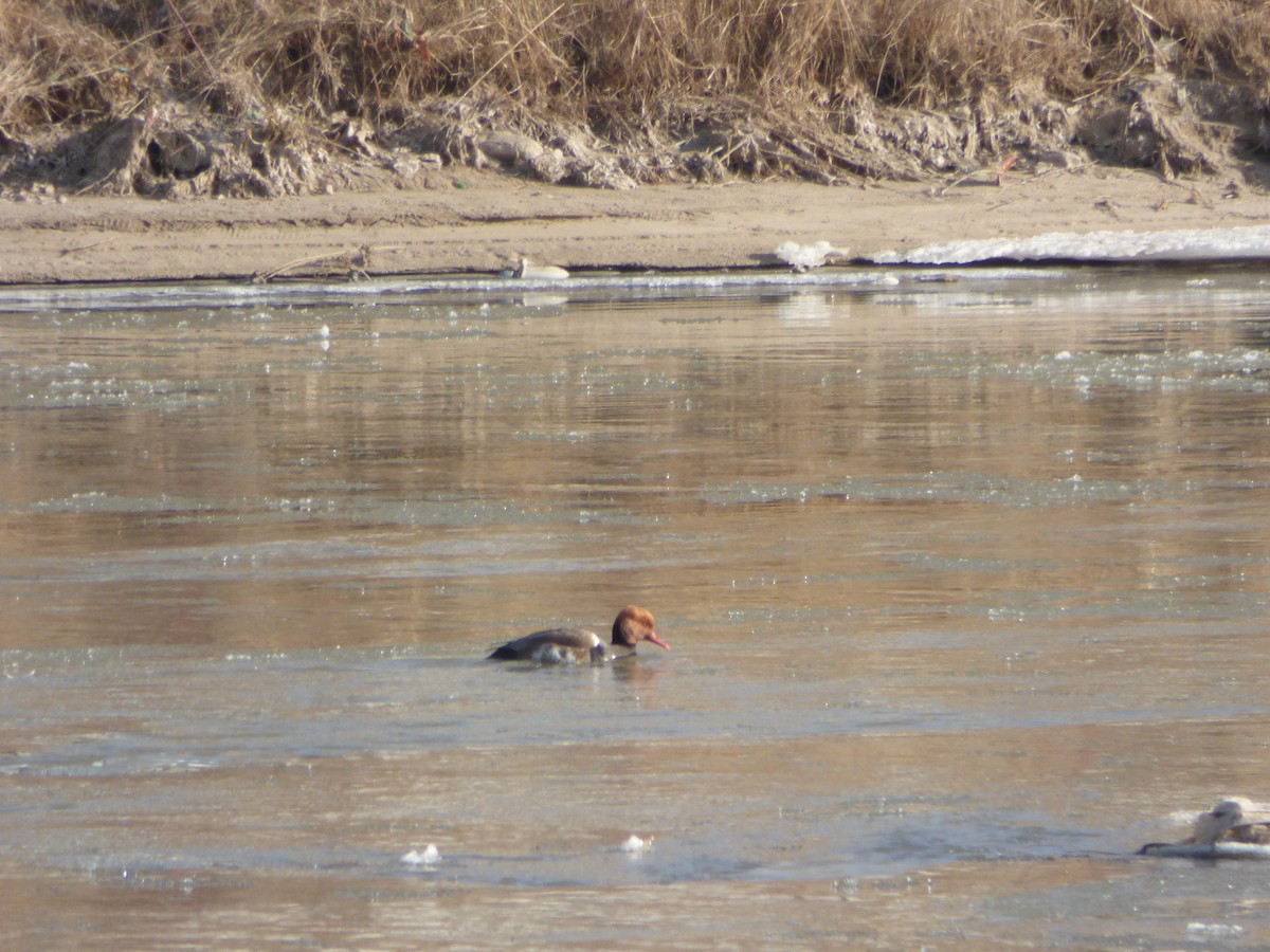 Red-crested Pochard - ML82971301