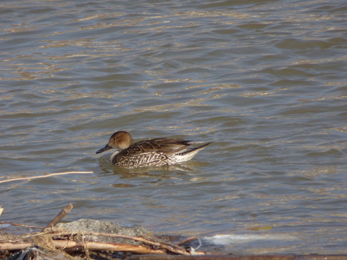 Northern Pintail - ML82971391