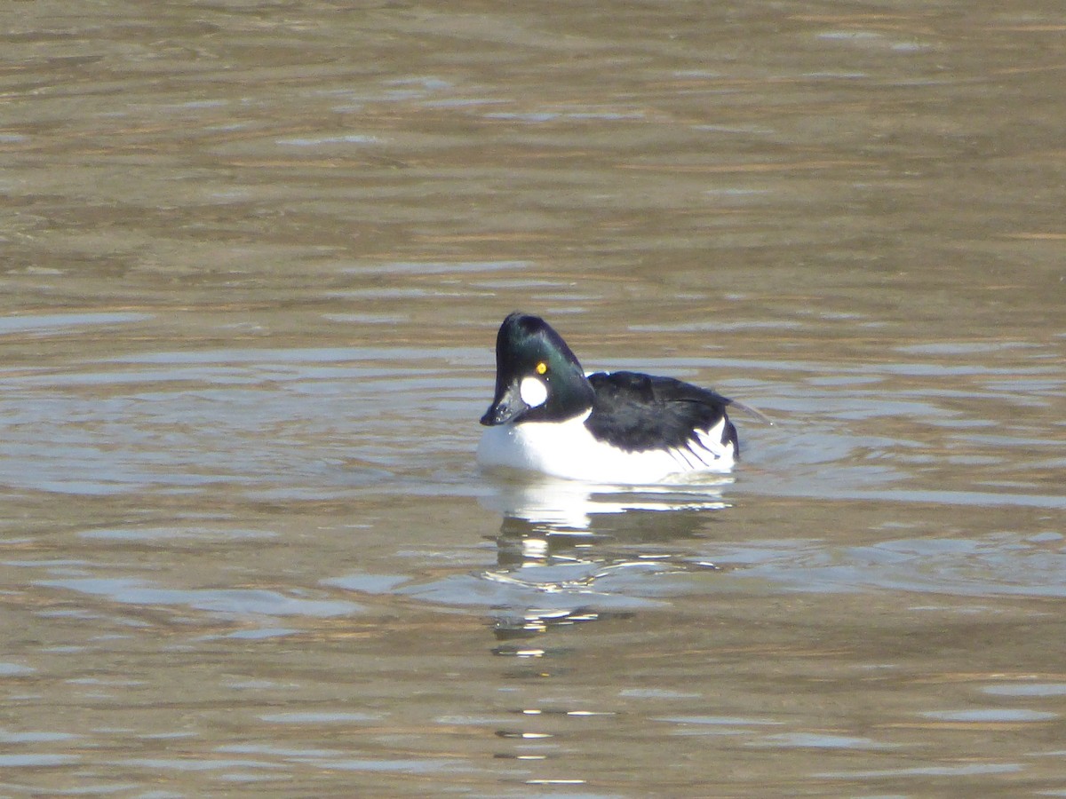 Common Goldeneye - ML82971471