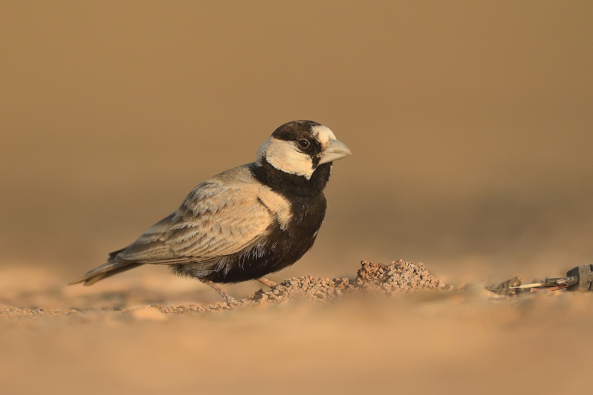 Black-crowned Sparrow-Lark - Samyukth Sridharan