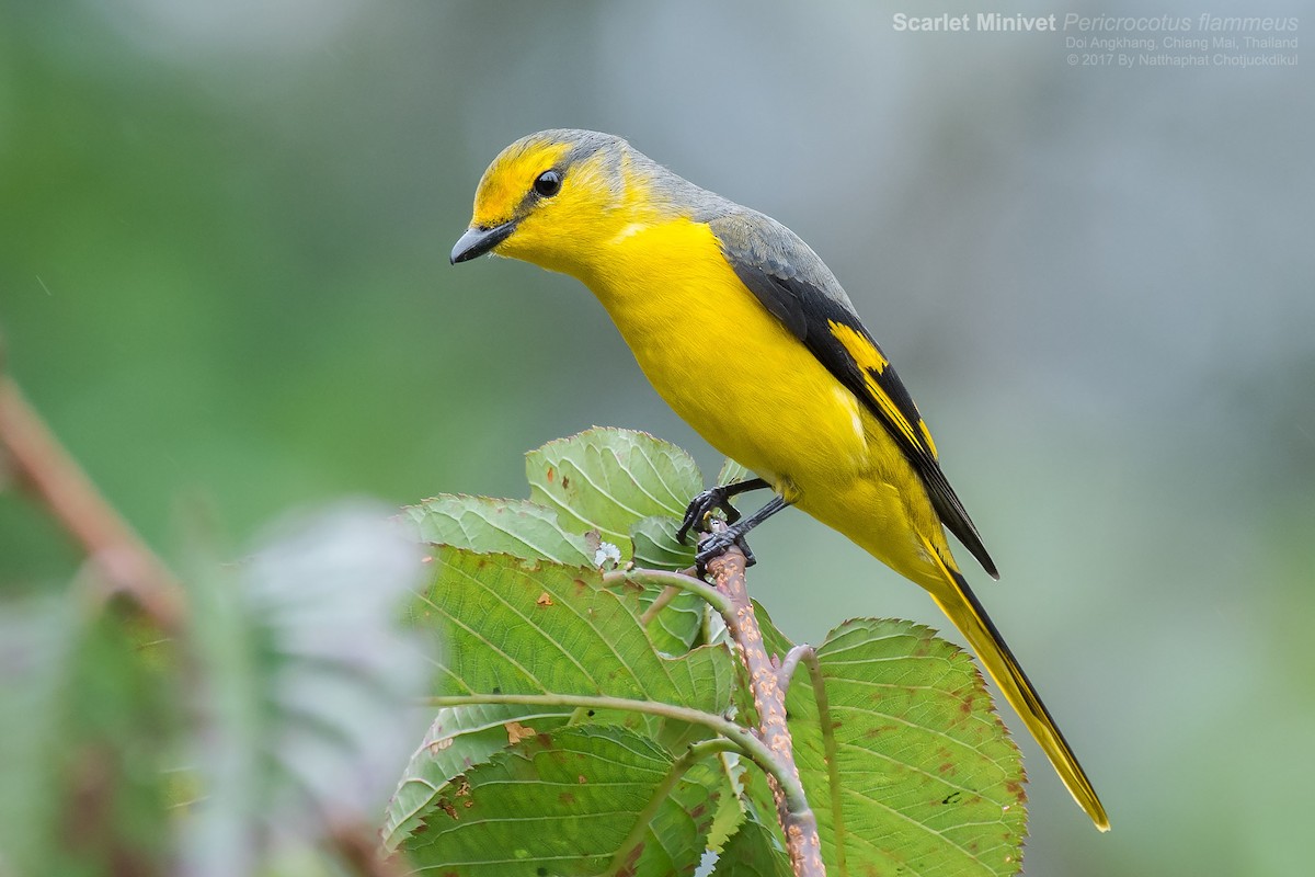 Minivet Escarlata (grupo escarlata) - ML82974781