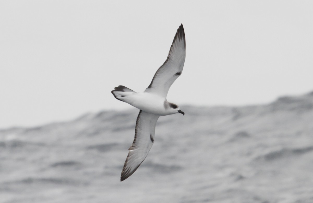 Petrel de las Juan Fernández - ML82974821