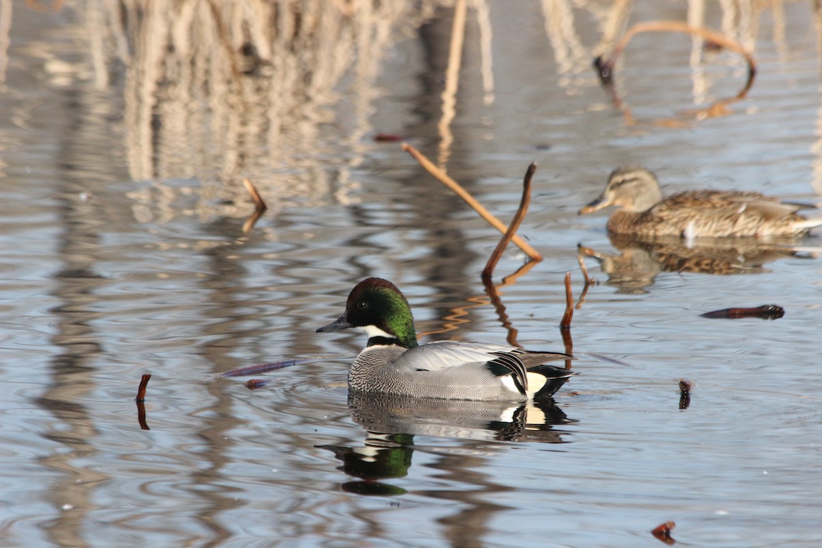 Falcated Duck - ML82975761