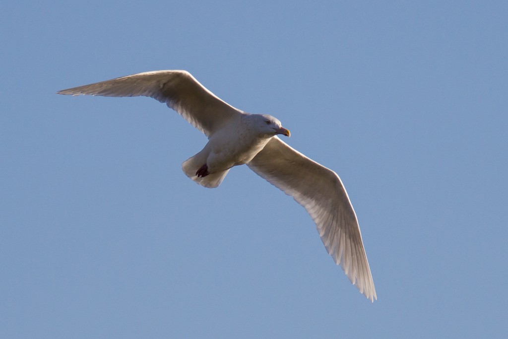 Glaucous Gull - ML82976131