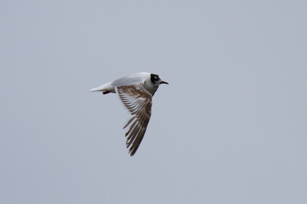 Little Gull - ML82976251