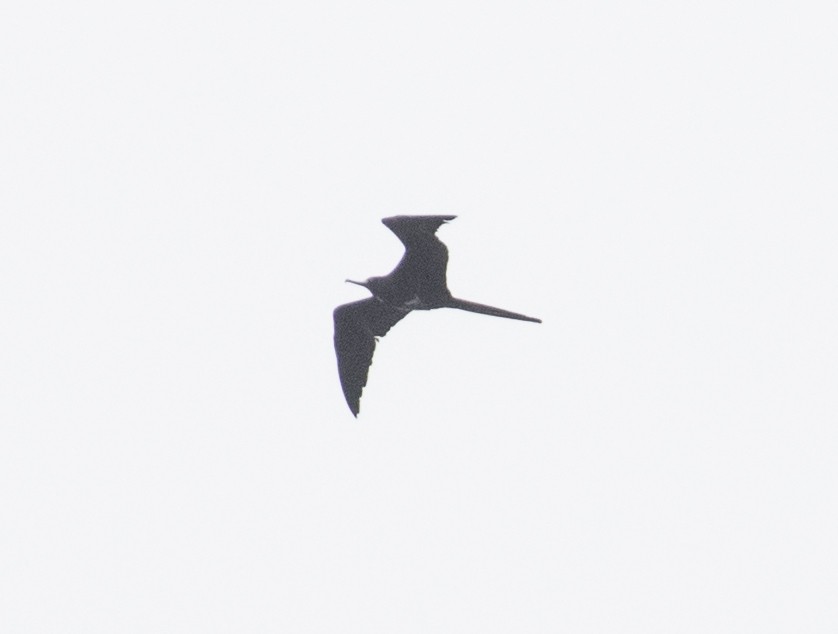 Magnificent Frigatebird - Eldon Dodd