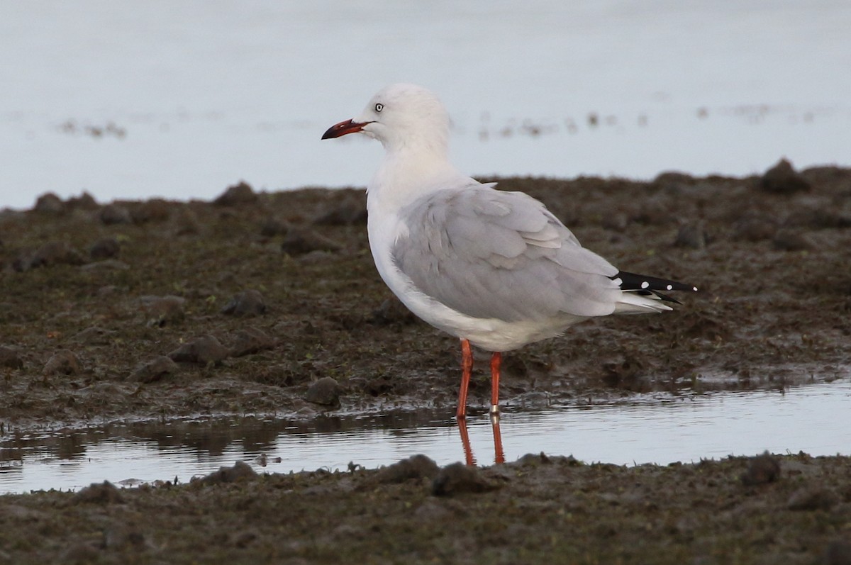 Mouette argentée (novaehollandiae/forsteri) - ML82976671