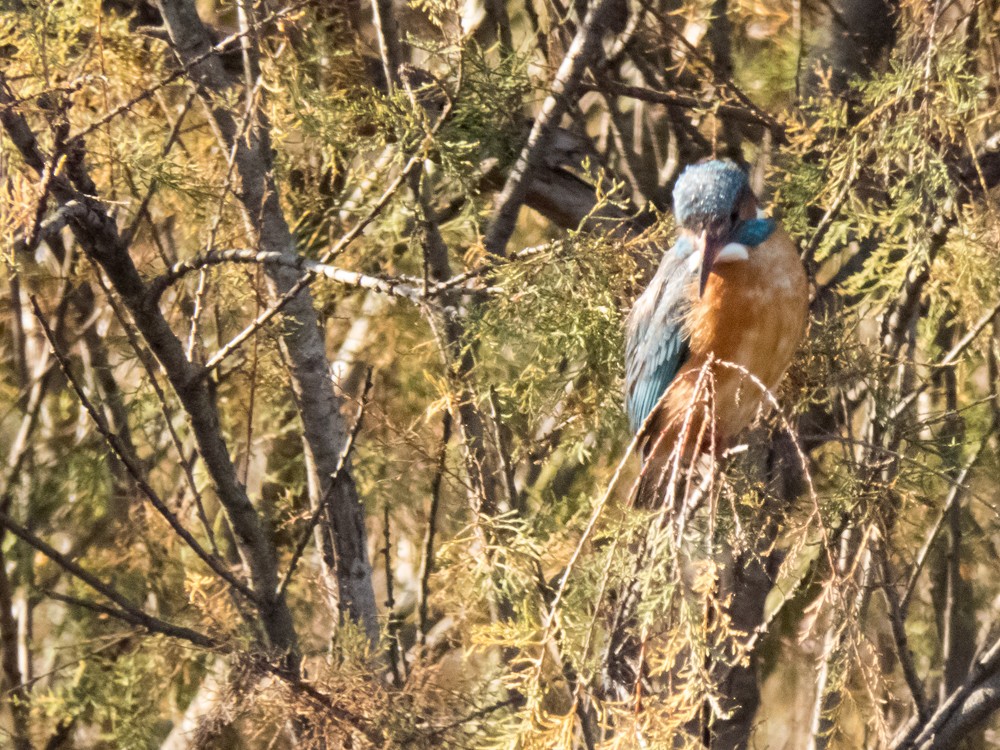 Common Kingfisher - Pedro Fernandes