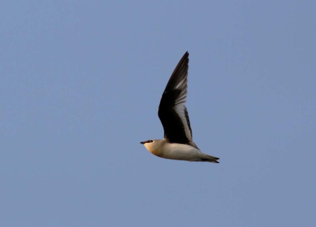 Small Pratincole - Rofikul Islam