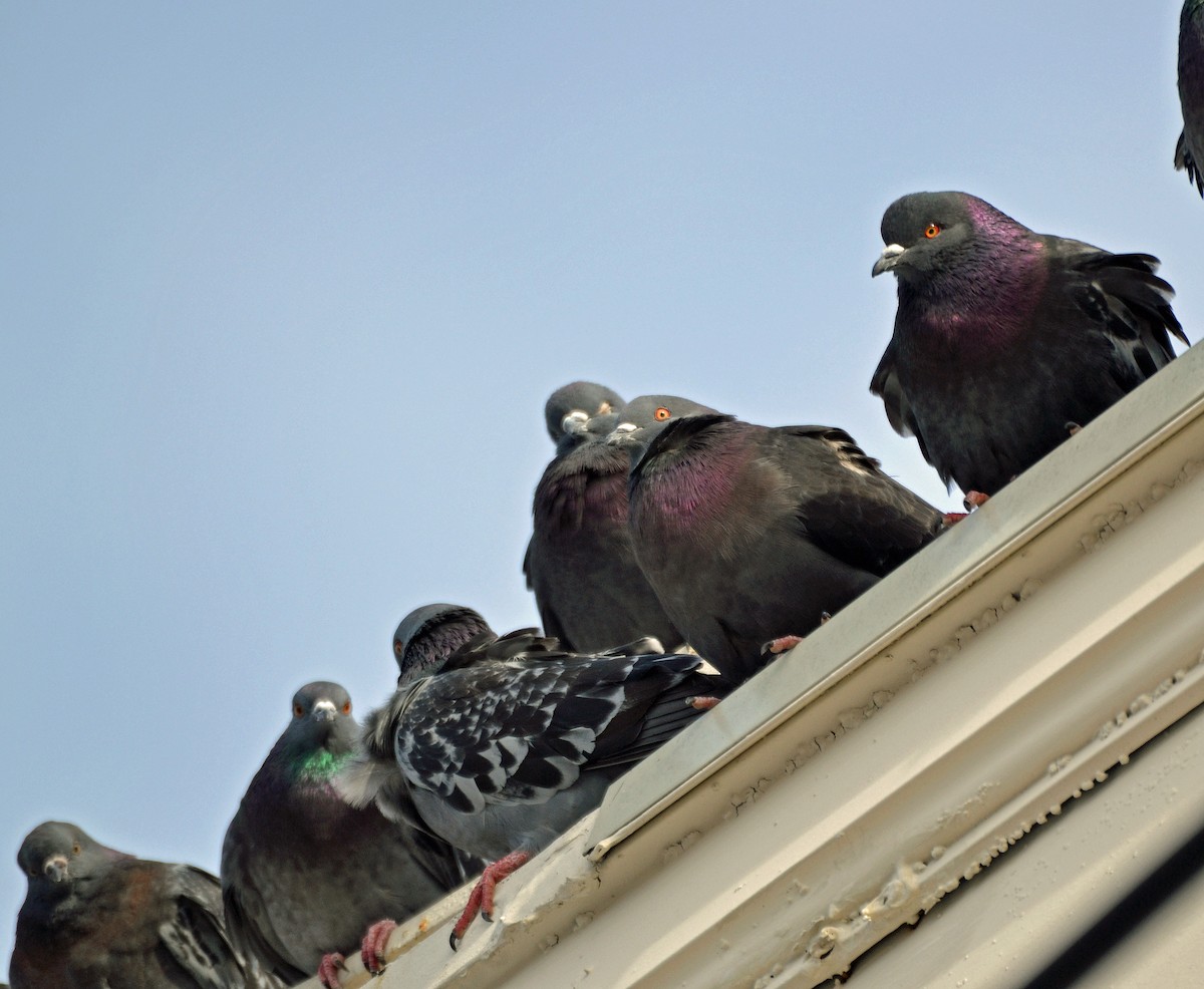 Rock Pigeon (Feral Pigeon) - ML82977461