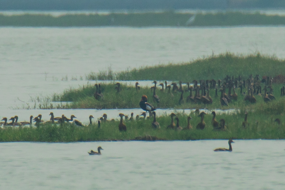 Red-crested Pochard - ML82978191