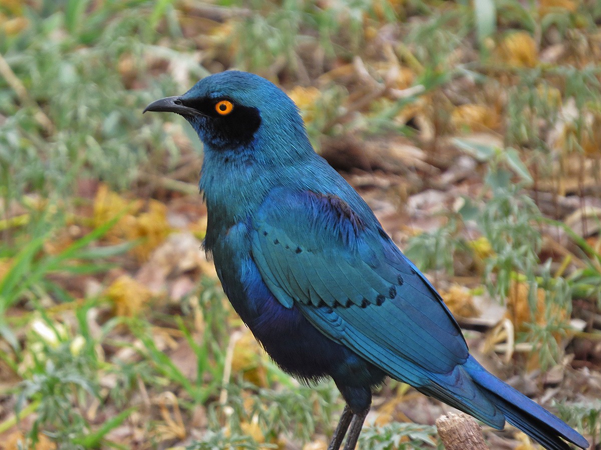 Greater Blue-eared Starling - Carly Wainwright