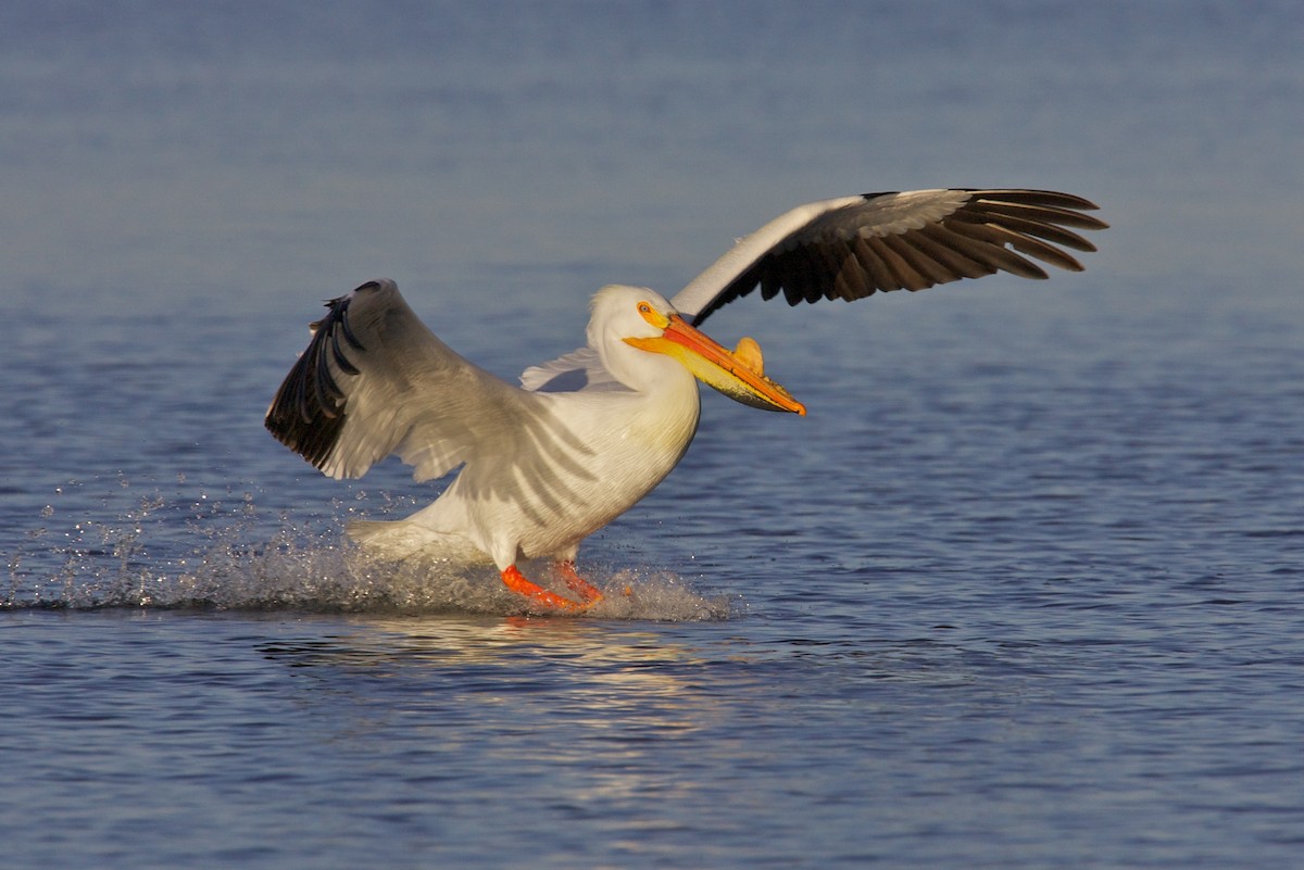 American White Pelican - Jack & Holly Bartholmai