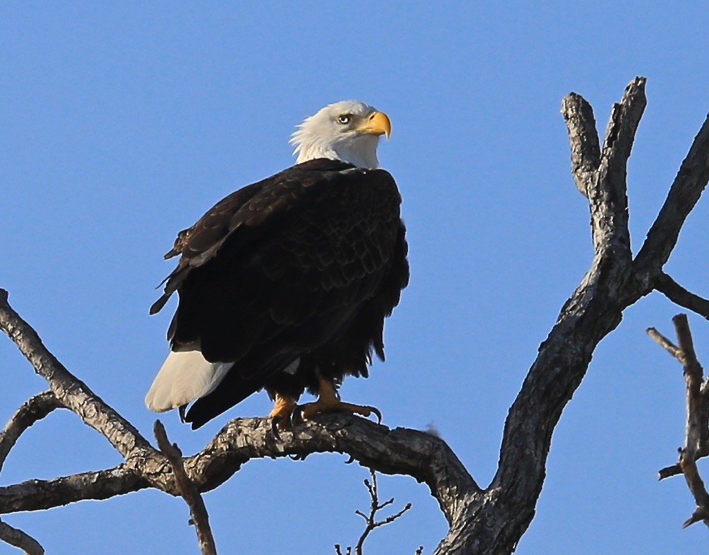 Bald Eagle - Johnny Vitfield