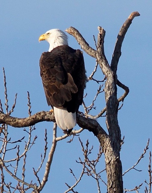 Bald Eagle - ML82979661