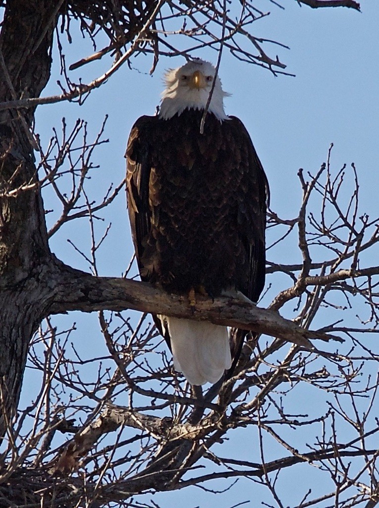 Bald Eagle - ML82979691