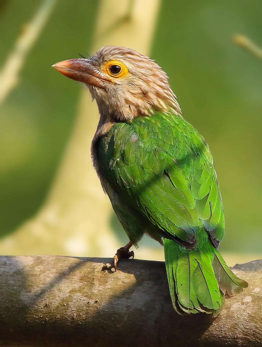 Lineated Barbet - Amitava Ganguly