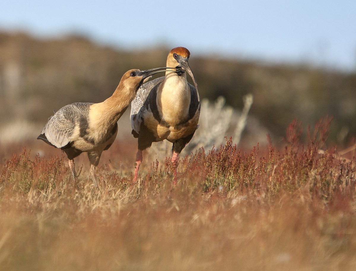 Black-faced Ibis - ML82982441